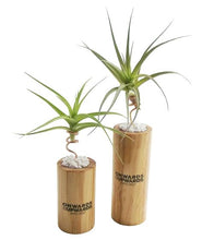 Air Plants and Stand Set in Wooden Box - Business Branded Plant Gifts  - Tree Gifts NZ