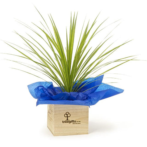 Native Cabbage Tree - Large - Tree Gifts NZ
