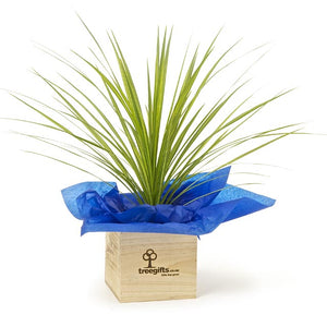 Native Cabbage Tree - Large - Tree Gifts NZ