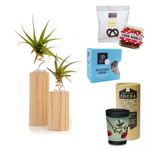 Create an Air Plant Gift - Tree Gifts NZ
