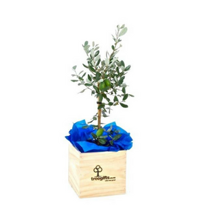 Feijoa Tree Gift - Large - Tree Gifts NZ