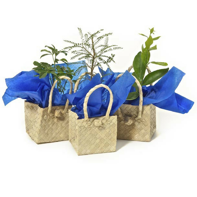 Kete Bag Tree Gifts - Tree Gifts NZ