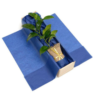 Lemon Tree Gift - Tree Gifts NZ