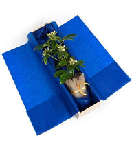 Orange Blossom Plant Gift - Tree Gifts NZ