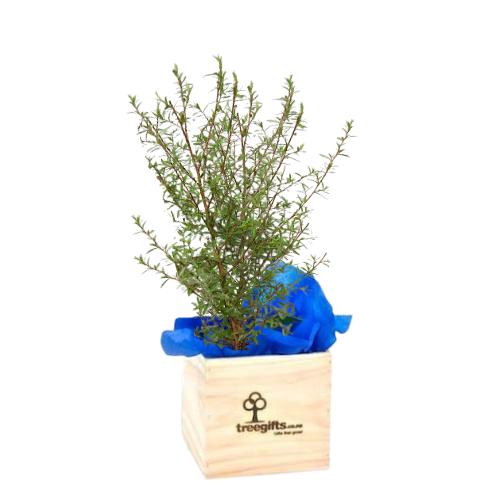 3yo native kanuka tree in wooden planter box