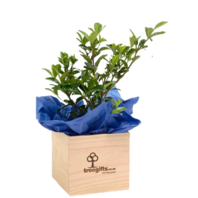 Gardenia Plant Gift - Large - Tree Gifts NZ
