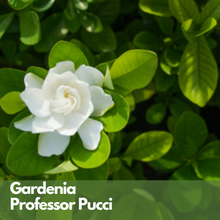 Gardenia Plant Gift - Large - Tree Gifts NZ