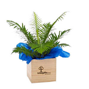 Native Silver Lady Fern