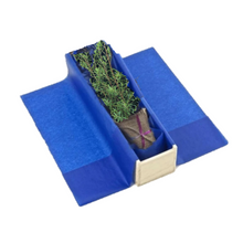 Gift native trees - NZ Kanuka Tree