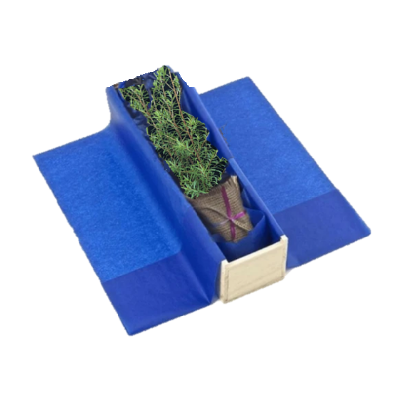 Gift native trees - NZ Kanuka Tree